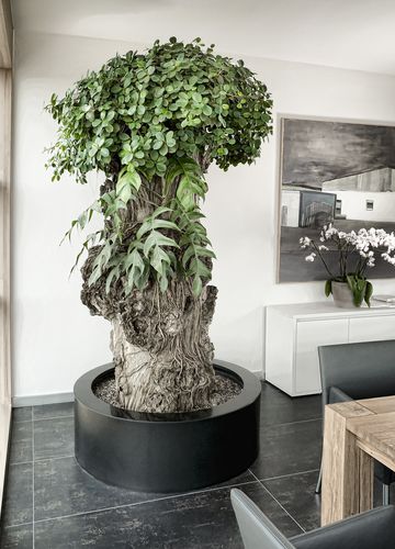 FicusZierpflanze PANDURATA Botanic International großformatig
