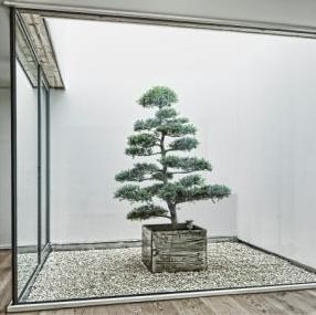 37+ Zierpflanze Bonsai Kaufen, Bonsai günstiger kaufen,