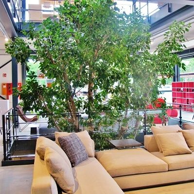 FicusZierpflanze ALTISSIMA TREE Botanic International für den