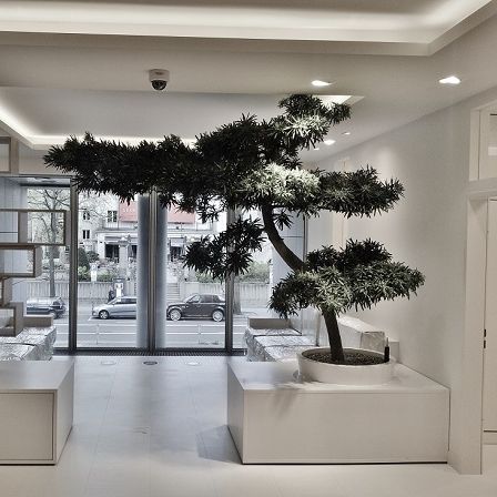 Zierpflanze für den Innenraum - PODOCARPUS - Botanic International