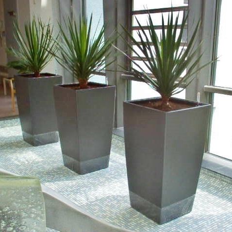 Zierpflanze für Arbeitsbereich - DRAGO  - Botanic International