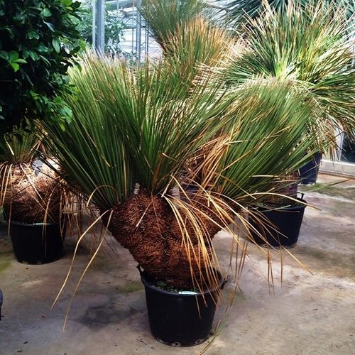Mittelgroße Zierpflanze DASYLIRION Botanic International für Garten