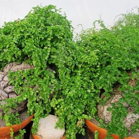 BonsaiZierpflanze DIOSCOREA ELEPHANTIPES Botanic International