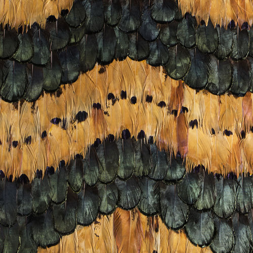 Innenwandverkleidung - PEACOCK PHEASANT CARAMEL - KOKET Love Happens - Federn / für Privatgebrauch