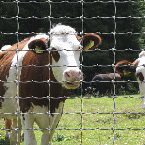 Maschendrahtzaun - ANNODATA - Ferro Bulloni - für Tiergehege / galvanisiertem Stahl / rechteckig