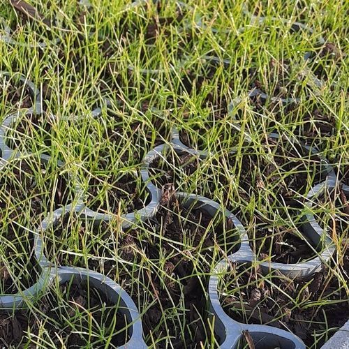 Recyclingkunststoff-Rasengitter - ECCODAL HD - ECCO PRODUCTS