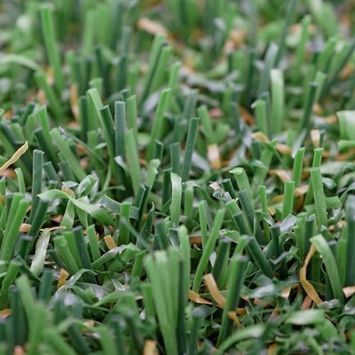 Künstlicher Rasen - LIGATURF MOTION - Polytan Sportstättenbau GmbH - Rollen / für Sportplätze / Multifunktion