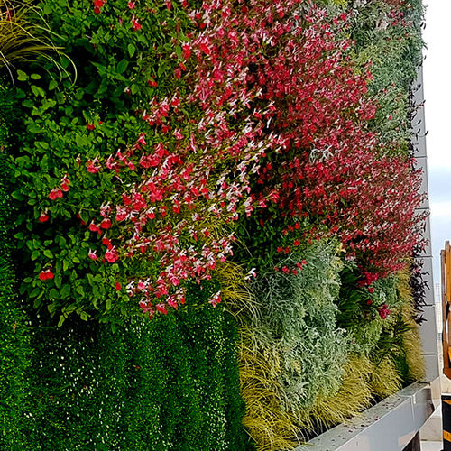 Wandbegrünung / lebende Pflanzen - FRAGA, HUESCA - ASOFRUBE - Paisajismo Urbano - modulare Platte / natürlich / Blumen