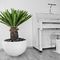 PalmenZierpflanze CYCAS REVOLUTA FERN Botanic International für