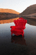 Neobarock-Sessel / Leder / Holz / Kunststoff