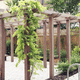 selbsttragende Pergola / Holz / FSC-zertifiziert