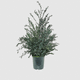 stabilisierte Zierpflanze / Eukalyptus / mittelgroß / für den Innenraum