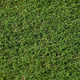 Rasenrolle / für Sportplätze