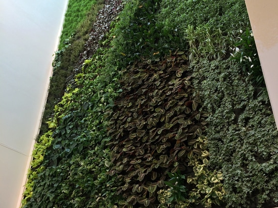 Vertical garden in Raiffeisen Bank Mödling