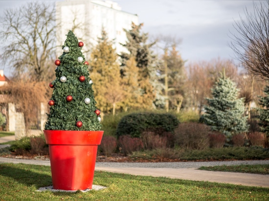 Der Weihnachtsbaum: ein Muss in den Innenstädten